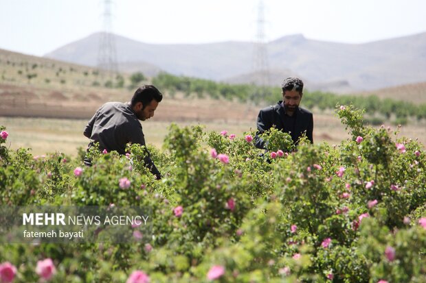 برداشت گل محمدی از مزارع چهارمحال و بختیاری