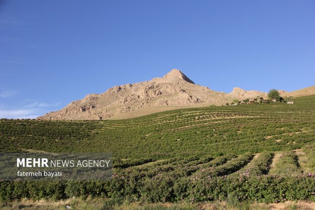 برداشت گل محمدی از مزارع چهارمحال و بختیاری