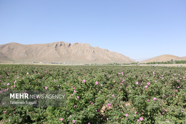 برداشت گل محمدی از مزارع چهارمحال و بختیاری