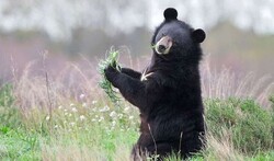 انتقال توله خرس سیاه آسیایی به مرکز بازپروری / حیات وحش موته بر اثر تصادف تلف می‌شوند