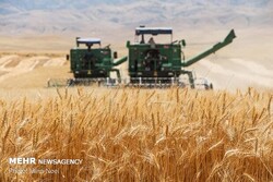 ۱۳هزار تن گندم در استان سمنان خریداری شد