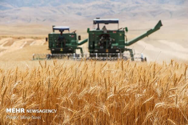 پیش‌بینی خرید ۴۵۰ هزار تن گندم در کرمانشاه