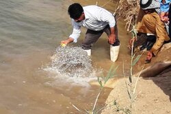 رهاسازی بیش از ۳۰۰هزار بچه ماهی‌ها در تالاب بین‌المللی شادگان
