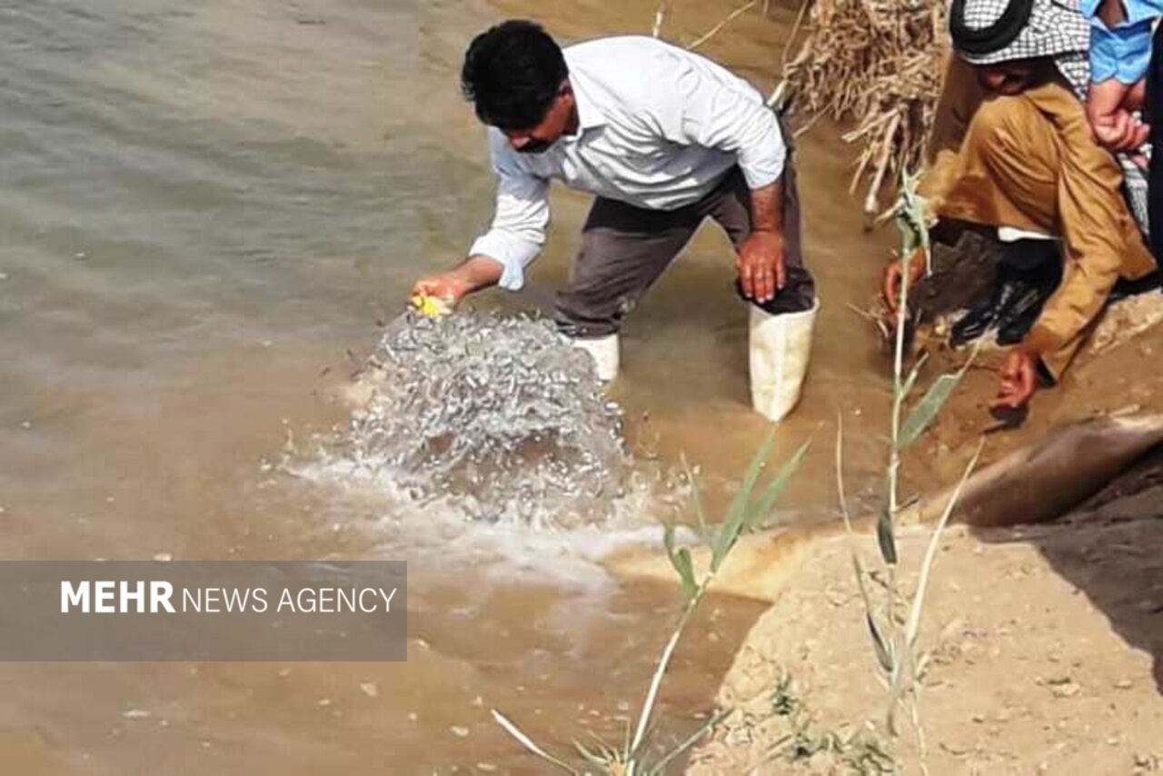 رهاسازی ۴۰۰ هزار قطعه بچه ماهی در سد تنظیمی علی کله دزفول