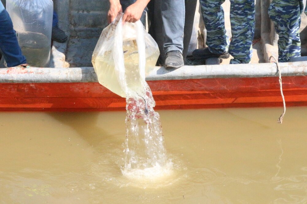 رهاسازی ۴۰۰ هزار بچه ماهی خاویاری در رودخانه‌های گلستان