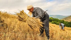 فعالیت ۱۲۰ هزار نفر  به عنوان کشاورز در استان اردبیل/۲۰هزار نفر بیمه دارند