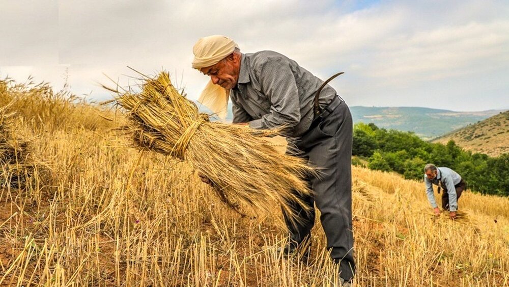 فعالیت ۱۲۰ هزار نفر به عنوان کشاورز در استان اردبیل