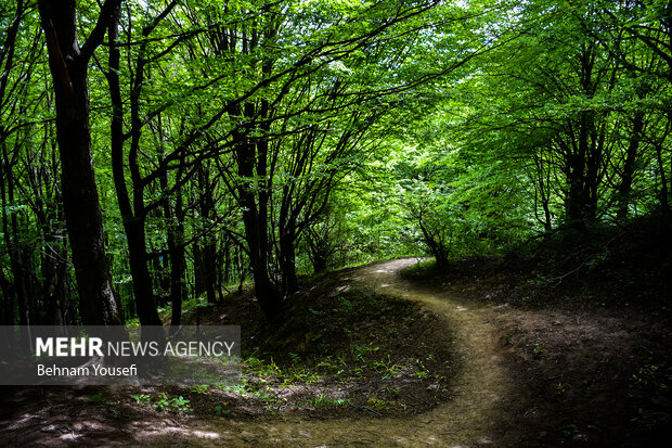 «جنگل ابر شاهرود» گوهری در میان میراث جهانی هیرکانی «جنگل ابر شاهرود» گوهری در میان میراث جهانی هیرکانی