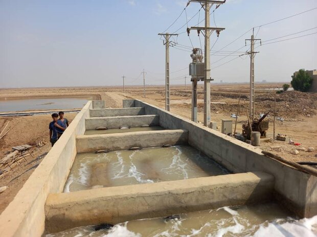 ارز آوری میگو برای گلستان/ افزایش تولید با مکانیزاسیون مزارع