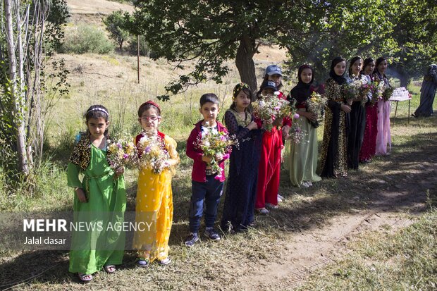 جشنواره گلاب گیری در روستای «امروله» سنندج