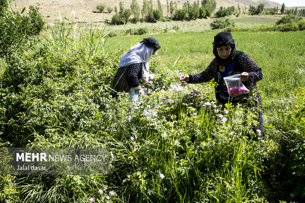 جشنواره گلاب گیری در روستای «امروله» سنندج