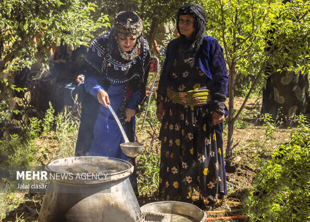 جشنواره گلاب گیری در روستای «امروله» سنندج