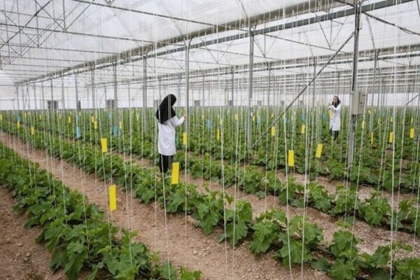 کاهش چشمگیر ضایعات محصولات کشاورزی در گلخانه ها