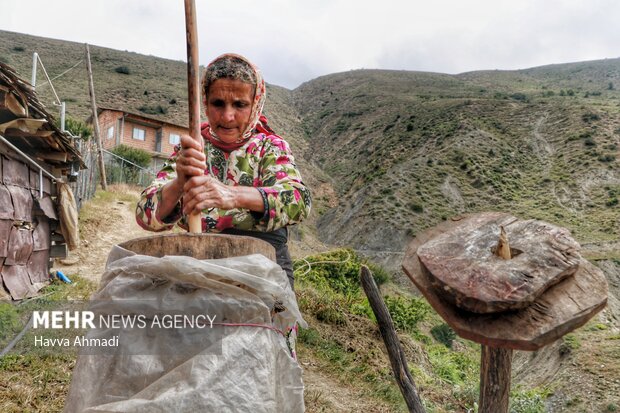 دامداری سنتی مازندران