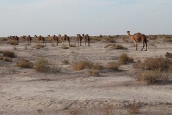 باتلاق جازموریان بیابان شد/ خشکسالی مطلق در جنوب کرمان