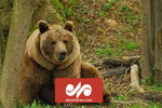 VIDEO: Brown bear spotted in N Iran