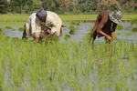 ادامه سمپاشی و معدوم سازی خزانه های برنج در بیستون