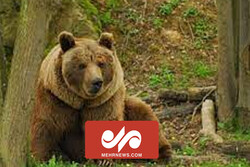 تصاویری از خرس قهوه‌ای در پارک ملی کیاسر، استان مازندران