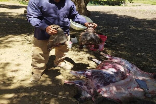 شکارچیان غیر مجاز گراز منطقه حفاظت شده قروه در دام  افتادند