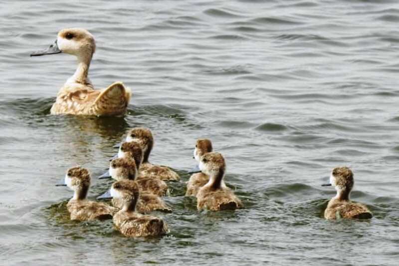 وجود ۲۸۳ جوجه گونه حفاظت شده اردک مرمری در تالاب هورالعظیم
