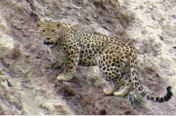 Two Persian leopards spotted in S Iran