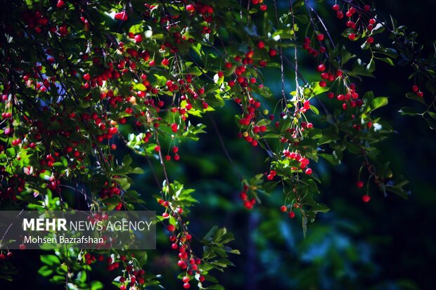 İran'ın en gizemli köyü; Variyan