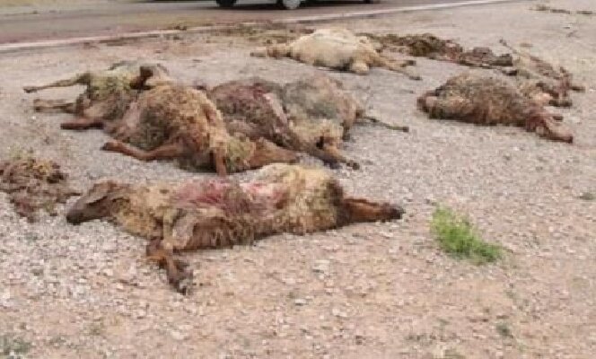 تلف شدن ۱۸ رأس گوسفند در برخورد تریلی با گله در نکا