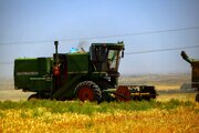 İran'da buğday hasadı