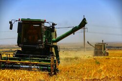 ۴۲هزار تن گندم در استان سمنان خریداری شد