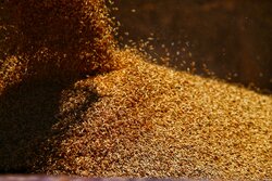 پیش بینی تولید ۲۵هزار تن بذر اصلاح شده گندم و جودر آذربایجان غربی
