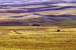 مبارزه شیمیایی علیه بیماری «زنگ زرد» در ۱۷۰۰ هکتار از مزارع گندم
