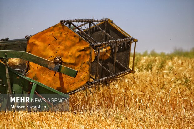 برداشت مکانیزه مزارع گندم در البرز