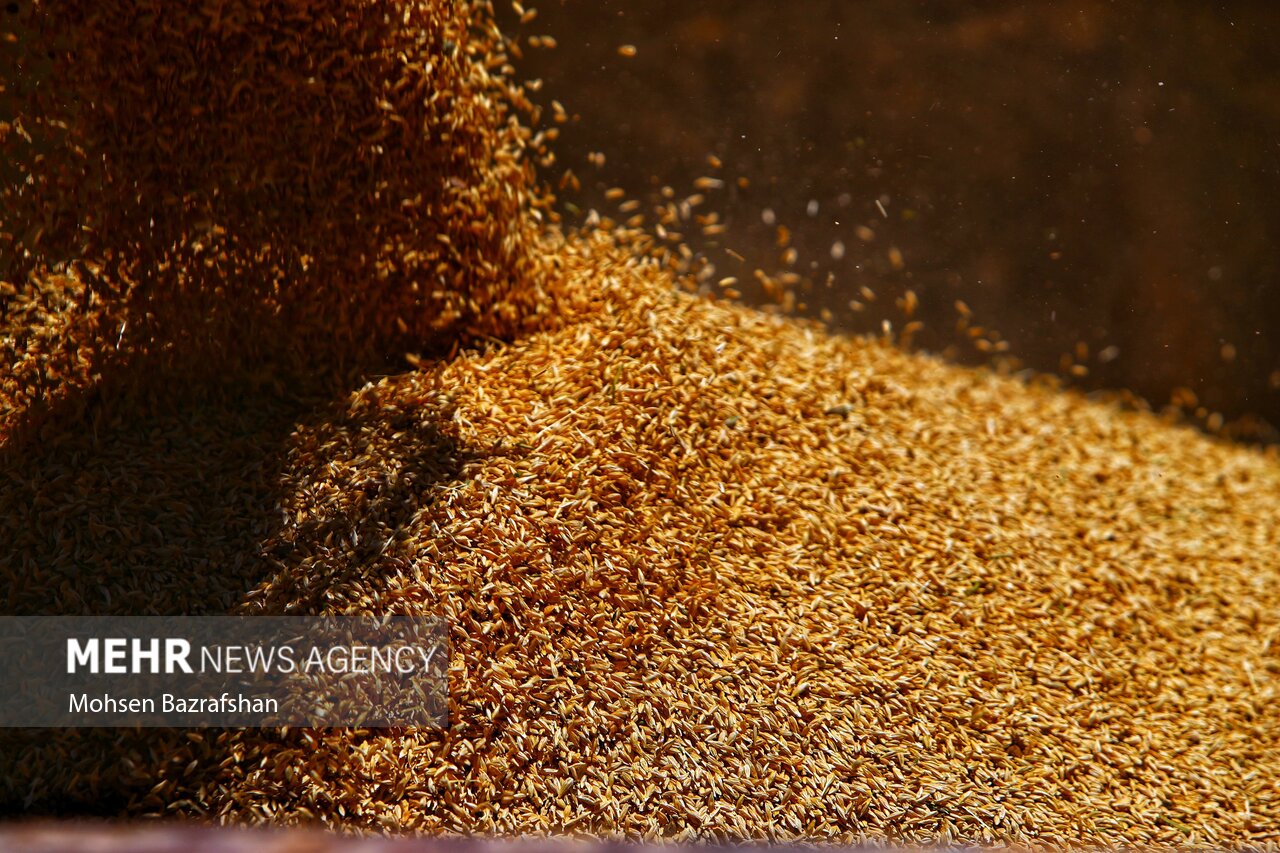 ۲۰ تن گندم احتکار شده در قروه کشف شد