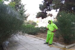هشدار شورای شهر درباره گسترش آفت درختان