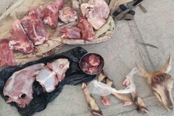 لاشه ۲ راس بز کوهی شکار شده در تنکابن کشف شد