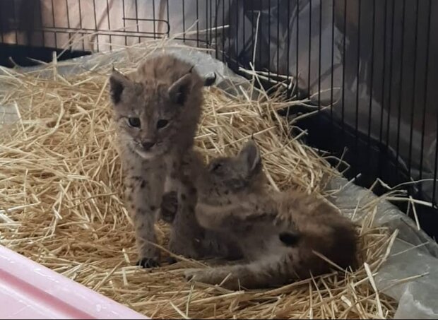 دوستداران حیات وحش ۲توله سیاهگوش را به محیطزیست تحویل دادند