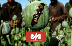 بیش از ۹۵ درصد تریاک جهان در افغانستان تولید می‌شود
