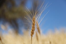 خرید گندم در استان اردبیل از مرز ۱۳۸ هزار تن گذشت