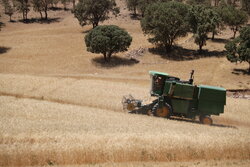 پیش‌بینی برداشت ۴۵ هزار تن گندم از مزارع شهرستان بهار