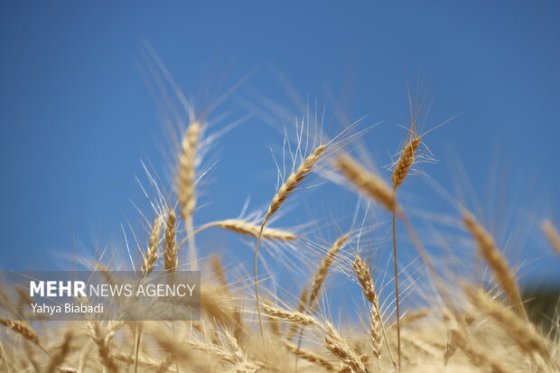 تدارک ۴۰۰ هزار تن بذر گواهی شده گندم برای کاشت