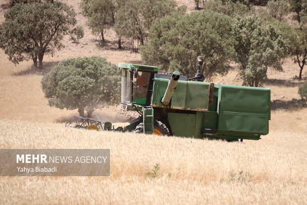زمینهای کشاورزی کرمانشاه در انتظار نگاه ویژه دولت سیزدهم