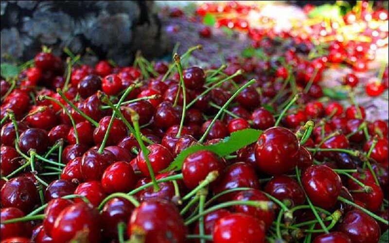 ۸۰ درصد تولید میوه گیلاس لرستان مربوط به شهرستان بروجرد است