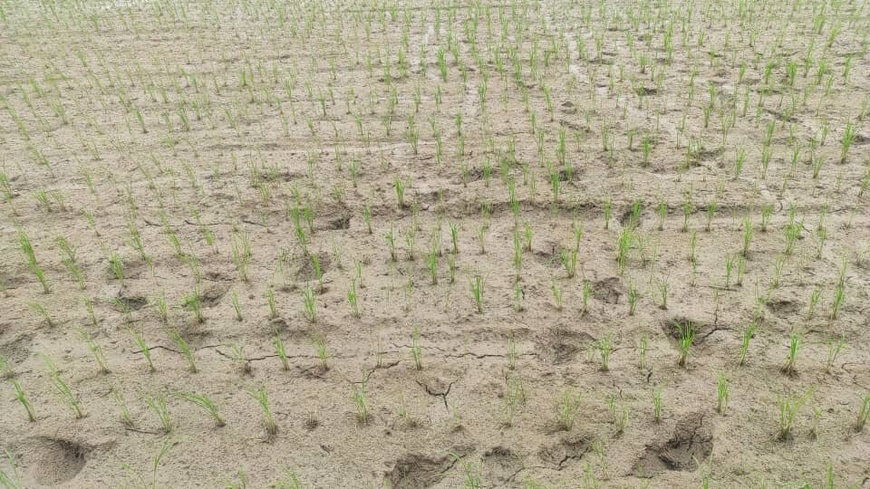 شالیزارهایی که بوی فاضلاب میدهند