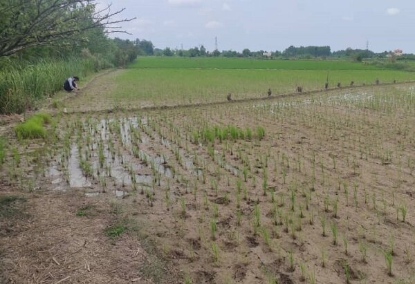 تهدید خشکسالی بر ۸۰ هزار هکتار از شالیزارهای ساری و میاندورود