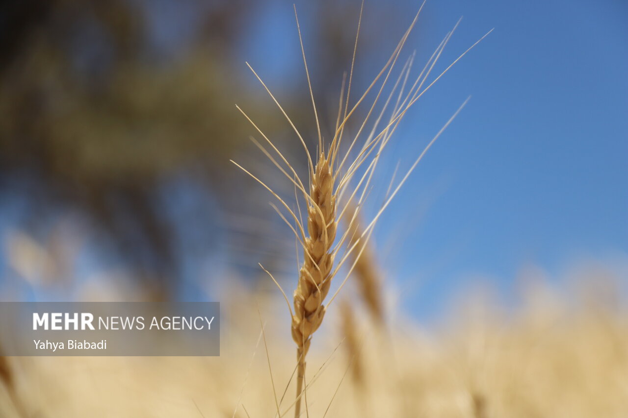 برداشت ۴۲۰ هزار تن گندم از مزارع استان اردبیل