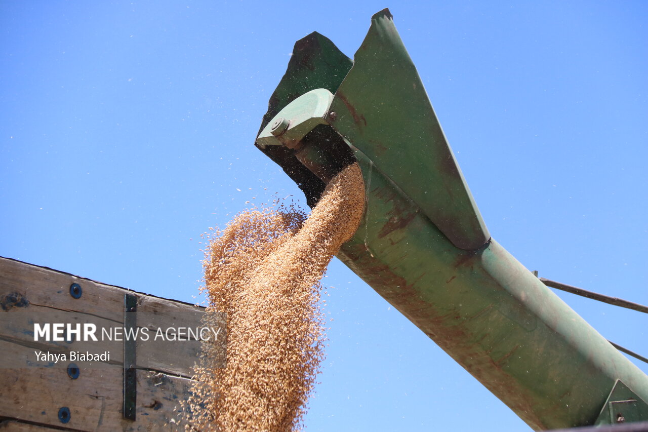 ۶۸۸هزارتن گندم از مزارع آذربایجان غربی برداشت می شود