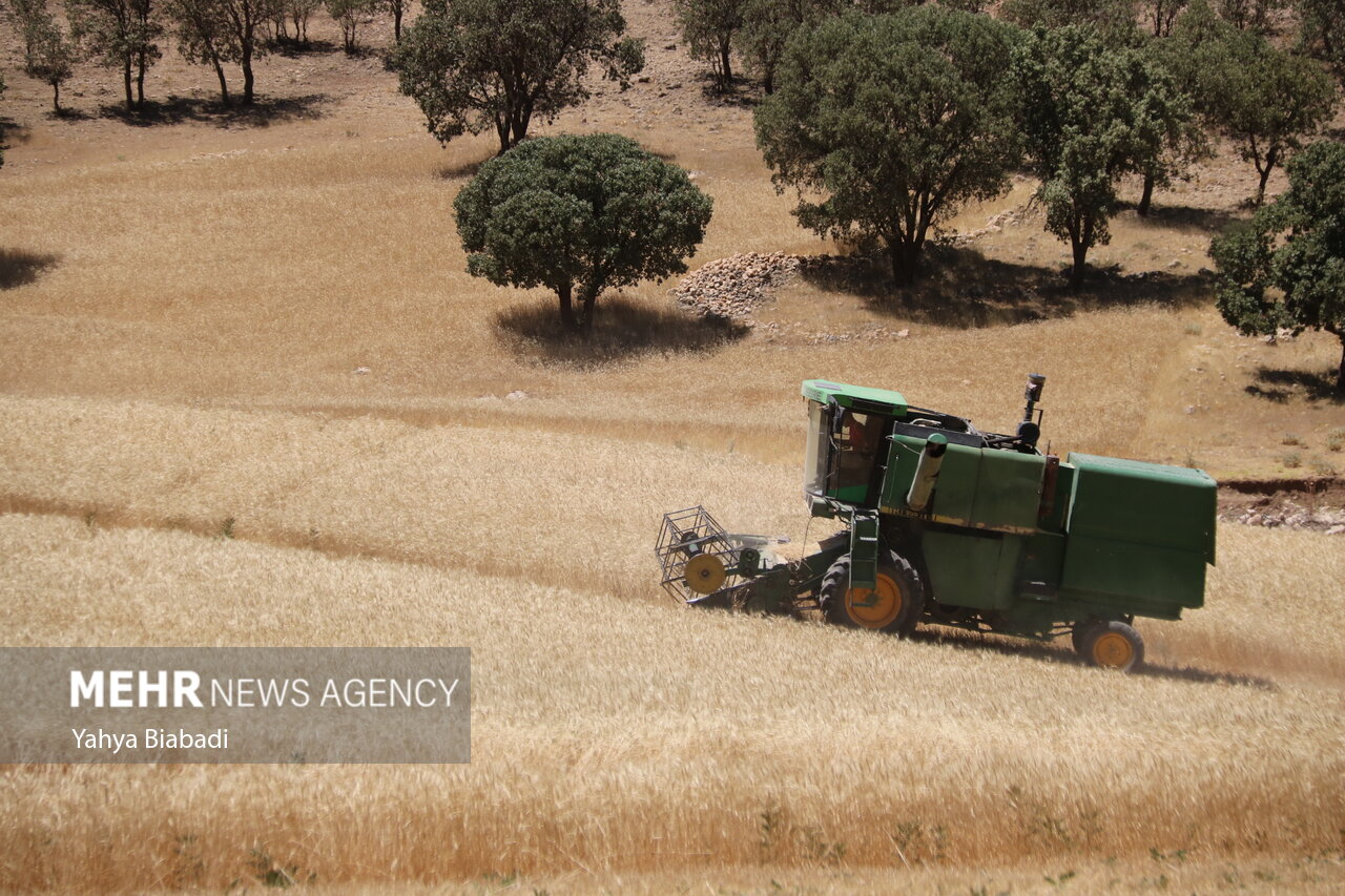 پیش‌بینی برداشت ۴۵ هزار تن گندم از مزارع شهرستان بهار
