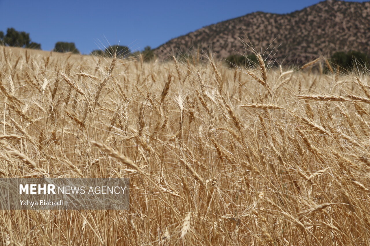 کاهش قابل توجه برداشت گندم در لرستان به دلیل وقوع خشکسالی