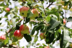 خسارت ۱۱۵۱ میلیارد تومانی سرمای بهاره به باغات اسلام آبادغرب