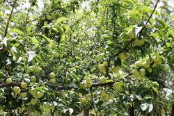اولین فن بازار و نمایشگاه ازدیاد درختان میوه در دانشگاه آزاد اسلامی افتتاح شد